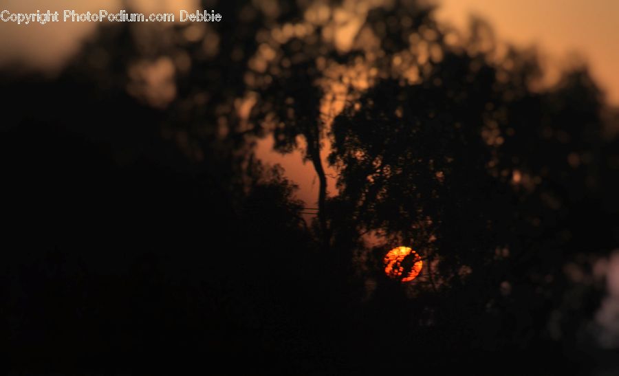 Night, Outdoors, Bush, Plant, Vegetation, Dawn, Dusk