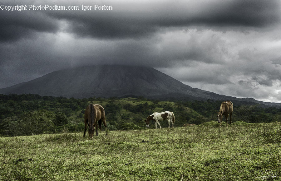 Animal, Horse, Mammal, Field, Grass, Grassland, Land