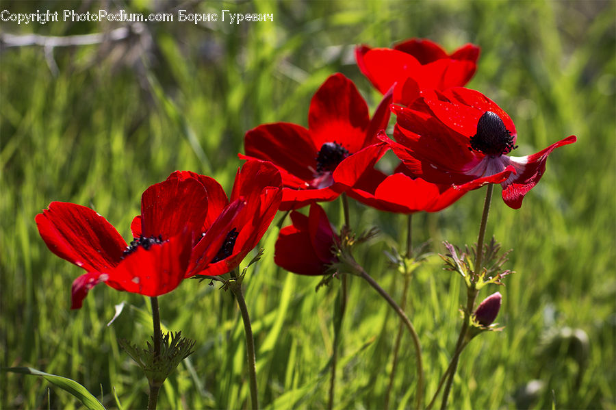 Blossom, Flora, Flower, Plant, Poppy, Geranium, Gladiolus