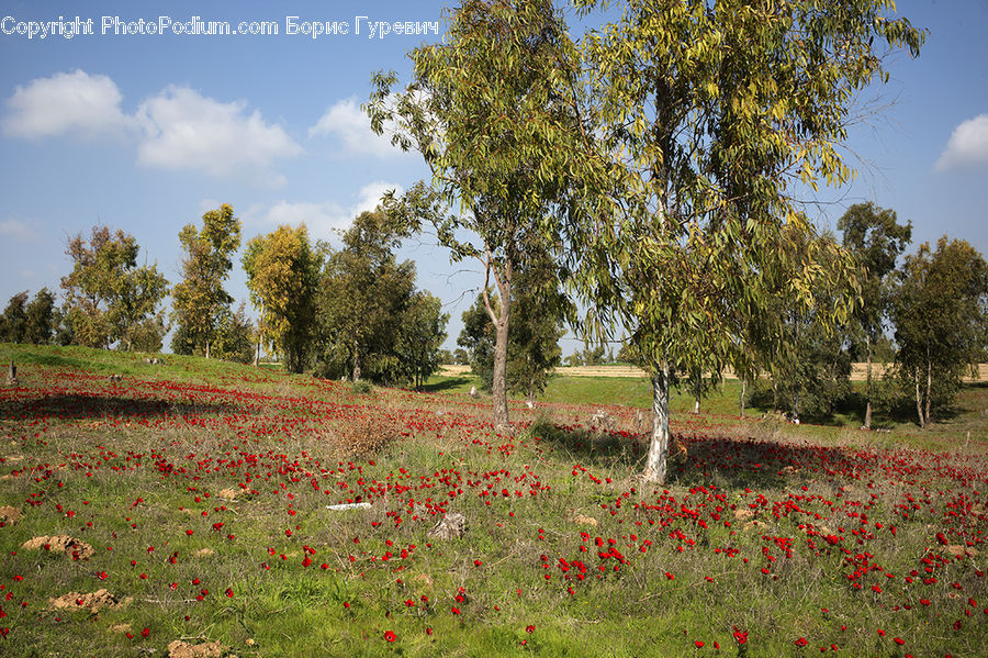 Field, Grass, Grassland, Land, Outdoors, Blossom, Flora