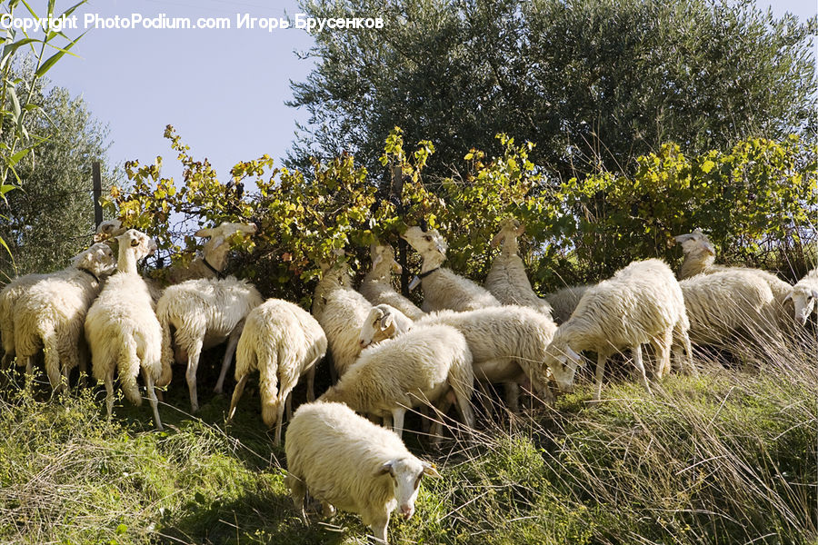 Animal, Mammal, Sheep, Alpaca, Llama, Wool, Flock