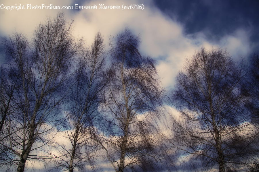 Field, Grass, Grassland, Plant, Tree, Azure Sky, Cloud