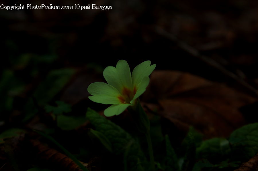 Blossom, Flora, Flower, Geranium, Plant, Fiber, Flax