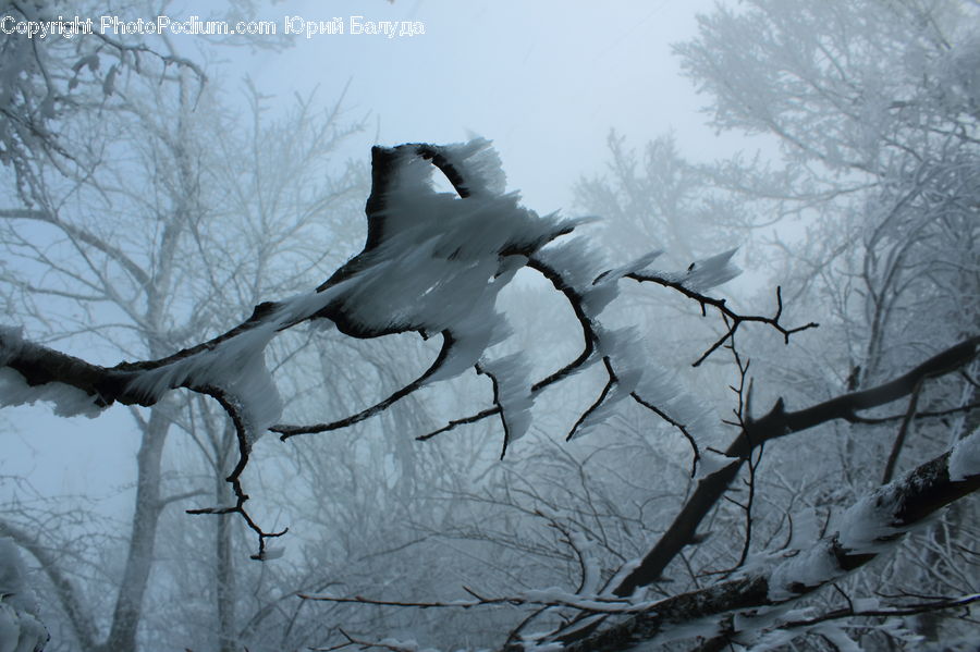 Ice, Outdoors, Snow, Bird, Crane Bird, Heron, Beak