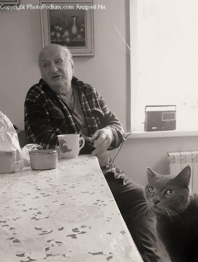 People, Person, Human, Cup, Adorable, Abyssinian, Animal