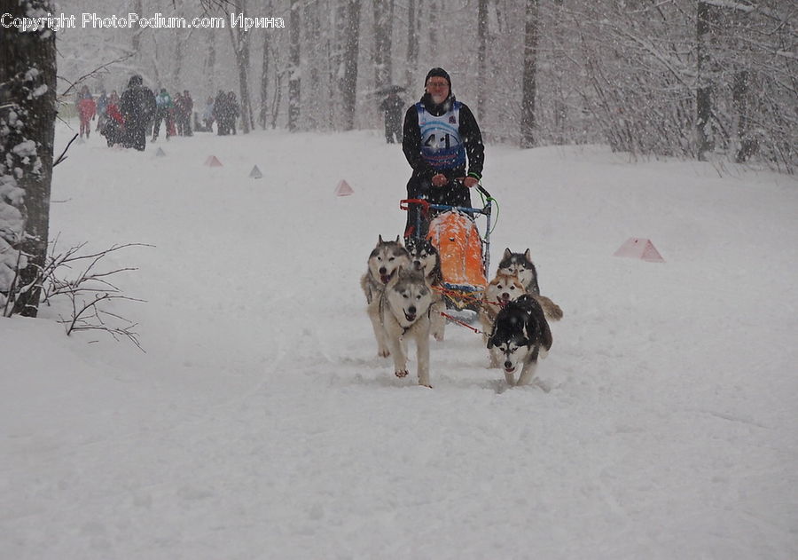 People, Person, Human, Sled, Animal, Canine, Dog