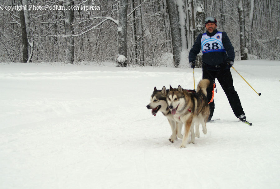 Human, People, Person, Animal, Canine, Dog, Husky