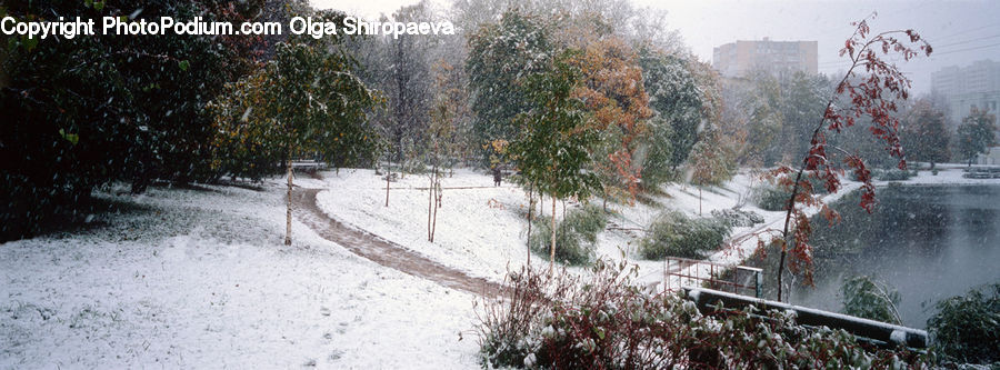Ice, Outdoors, Snow, Plant, Tree, Flood, Birch