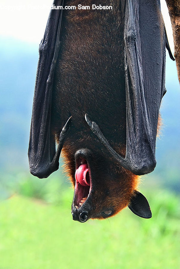 Animal, Bat, Racket
