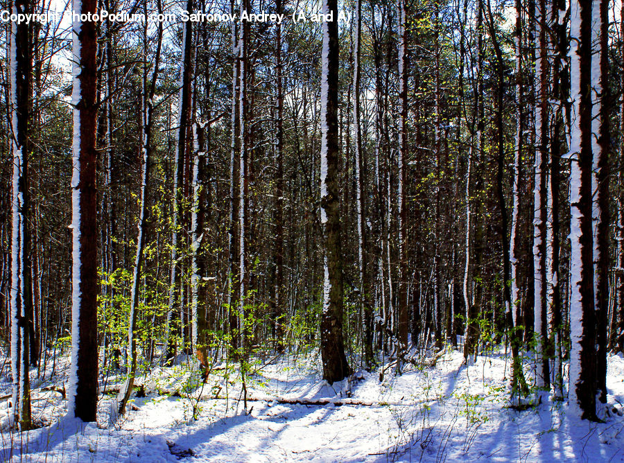 Forest, Vegetation, Grove, Land, Birch, Tree, Wood
