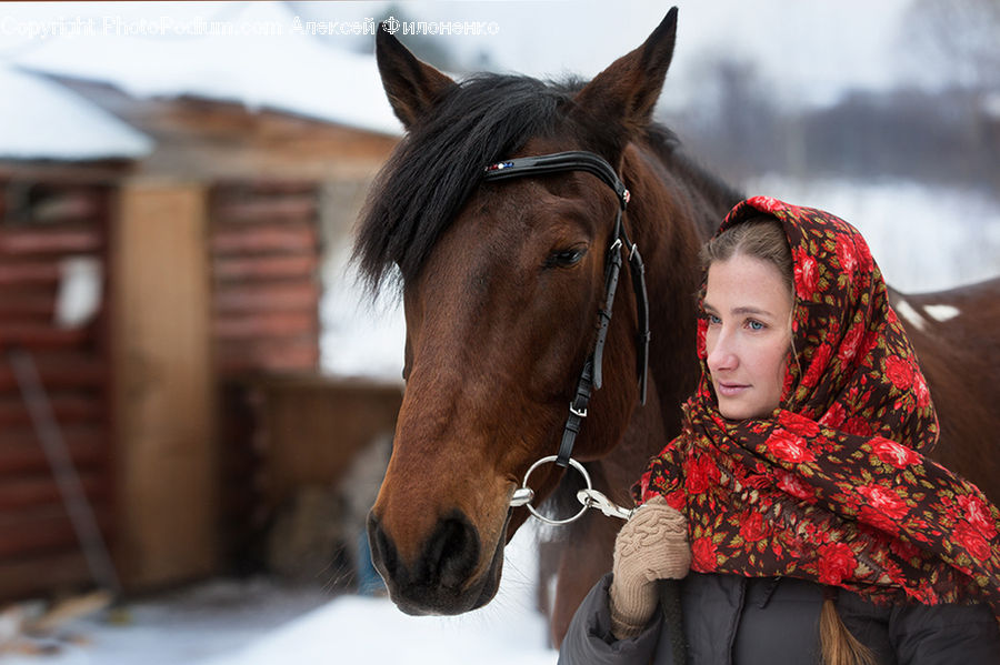 People, Person, Human, Animal, Horse, Mammal, Stallion