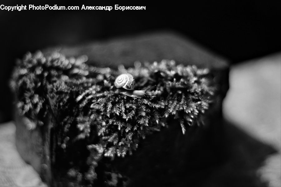 Conifer, Fir, Plant, Tree, Blossom, Flora, Flower