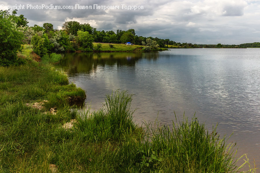 Field, Grass, Grassland, Plant, Land, Marsh, Outdoors