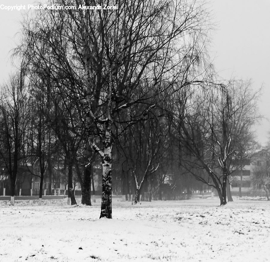 Ice, Outdoors, Snow, Plant, Tree, Oak, Wood