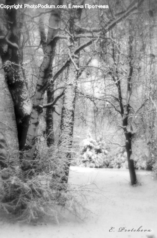 Birch, Tree, Wood, Ice, Outdoors, Snow, Plant