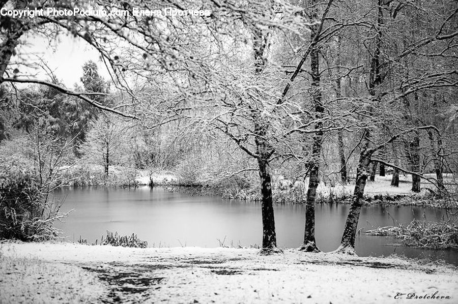 Forest, Grove, Land, Vegetation, Plant, Tree, Ice