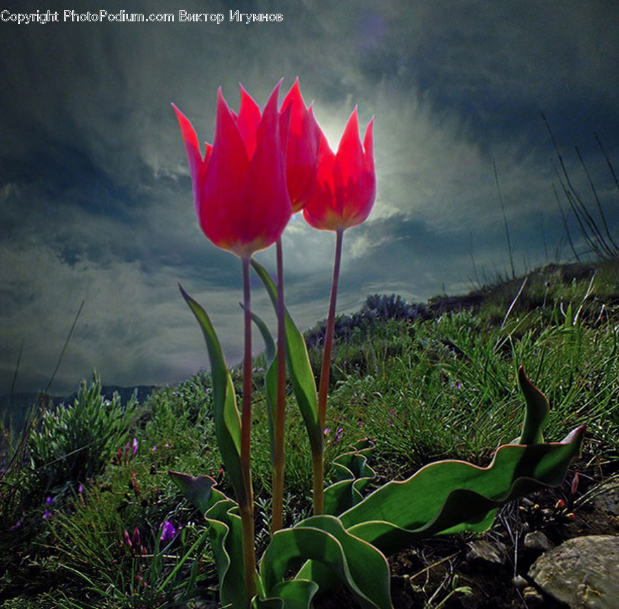 Blossom, Flora, Flower, Plant, Tulip, Iris, Cactus