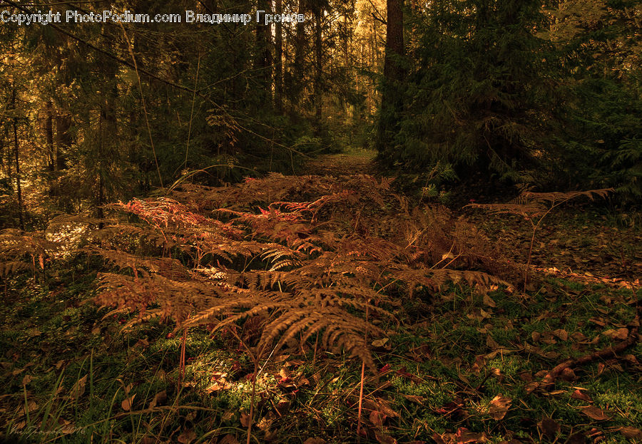 Forest, Vegetation, Conifer, Fir, Plant, Tree, Wood
