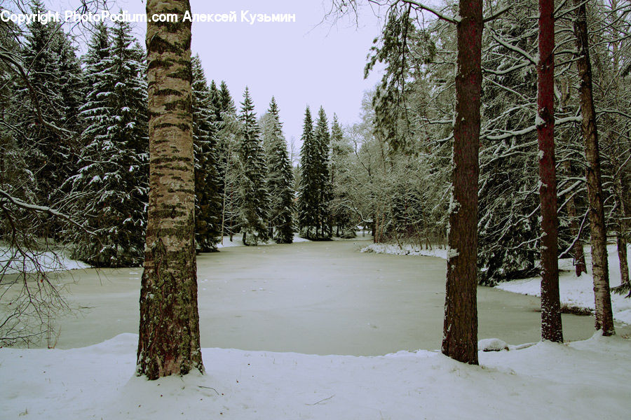 Conifer, Fir, Spruce, Wood, Birch, Tree, Plant