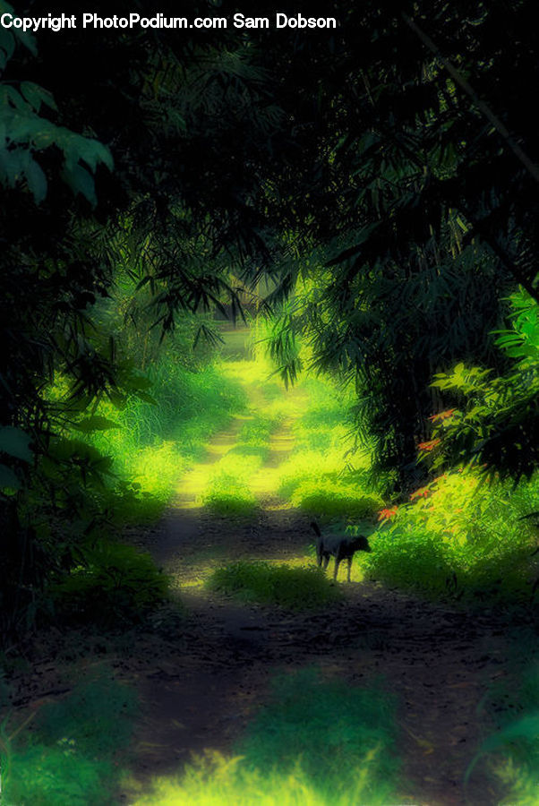 Plant, Potted Plant, Dirt Road, Gravel, Road, Forest, Jungle