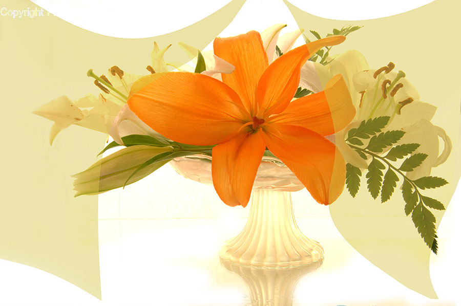Floral Design, Flower, Flower Arrangement, Flower Bouquet, Ikebana, Plant, Potted Plant