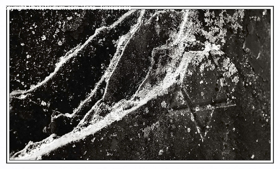 Diagram, Plan, Asphalt, Tarmac, Oak, Sycamore, Tree