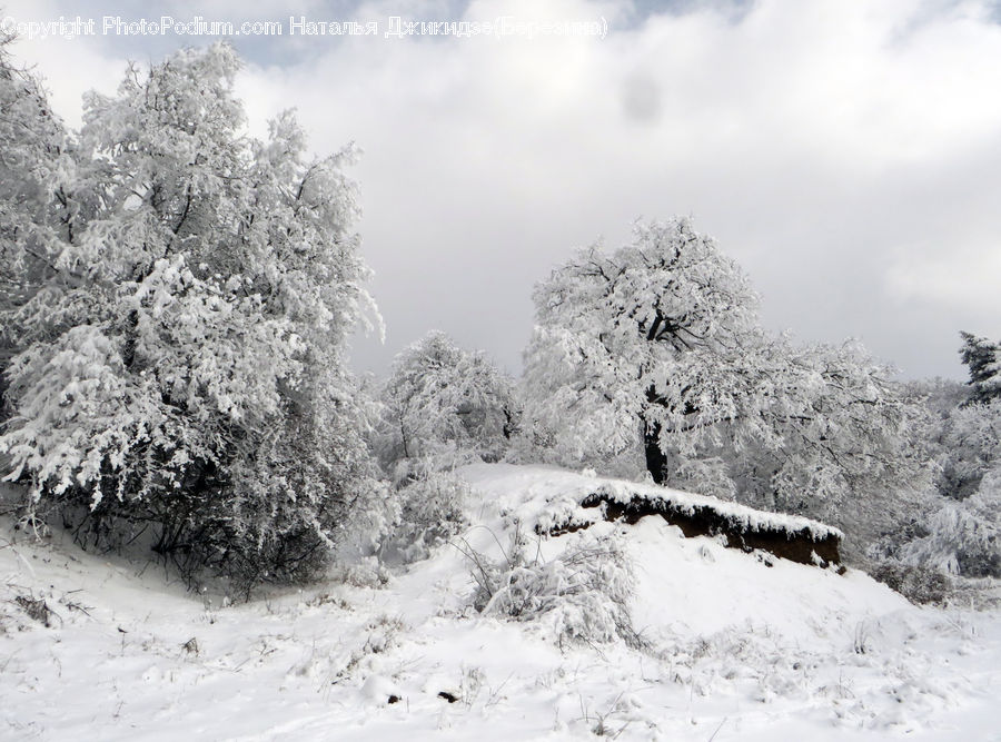 Frost, Ice, Outdoors, Snow, Bush, Plant, Vegetation