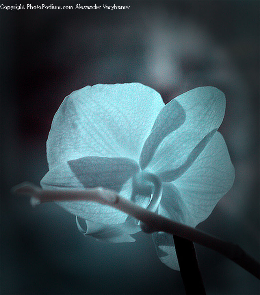 Blossom, Flora, Flower, Geranium, Plant, Lilac