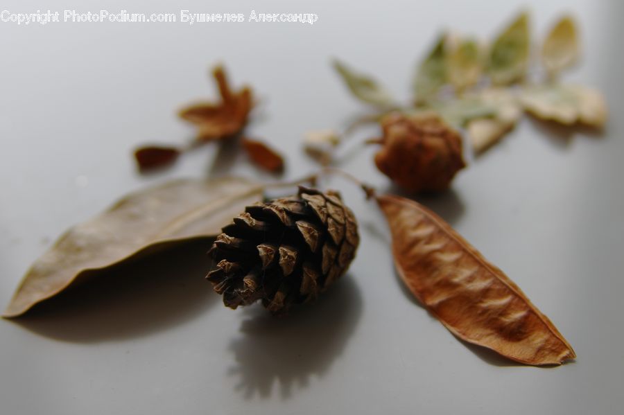 Bean, Produce, Vegetable, Flora, Pollen, Chocolate, Dessert