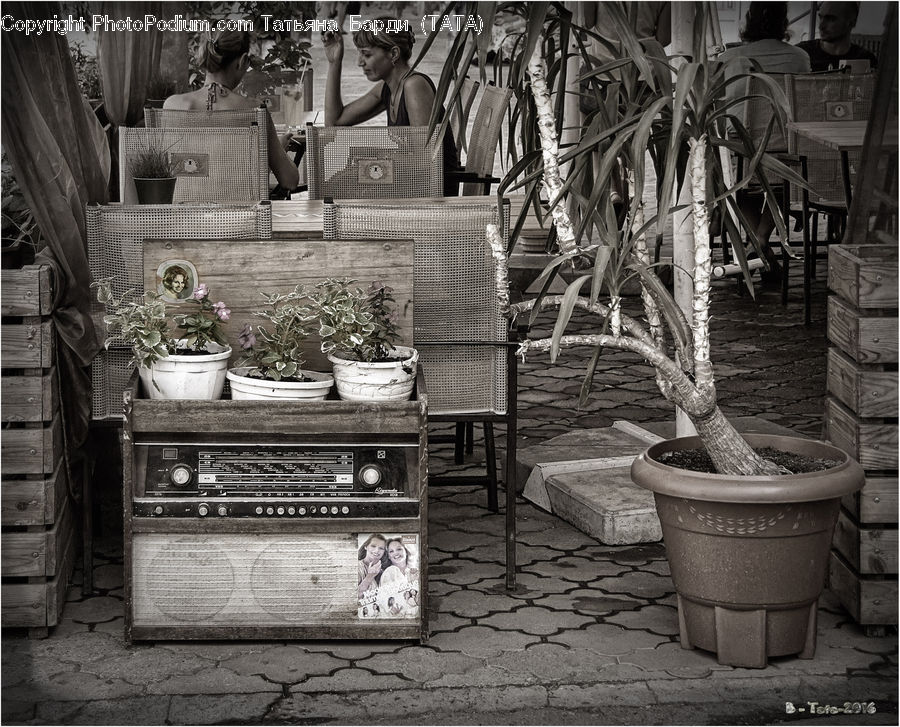 Chair, Furniture, Bucket, Plant, Potted Plant, Bonsai, Tree