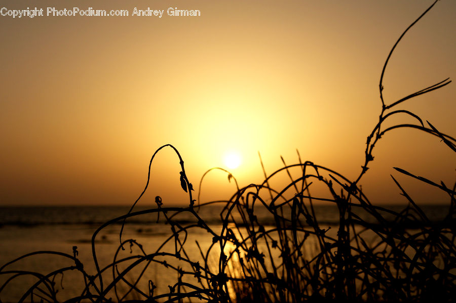 Field, Grass, Grassland, Plant, Silhouette, Wire, Dawn