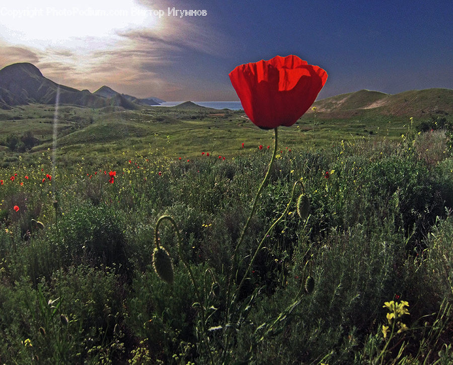Blossom, Flora, Flower, Plant, Poppy, Field, Grass