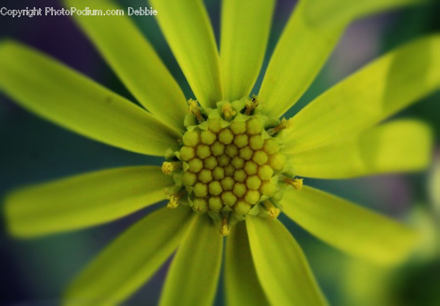 Daisies, Daisy, Flower, Plant, Asteraceae, Blossom, Flora