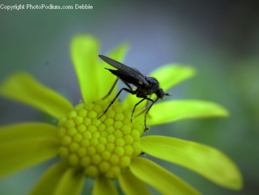 Asilidae, Insect, Bee, Invertebrate, Mosquito, Asteraceae, Blossom