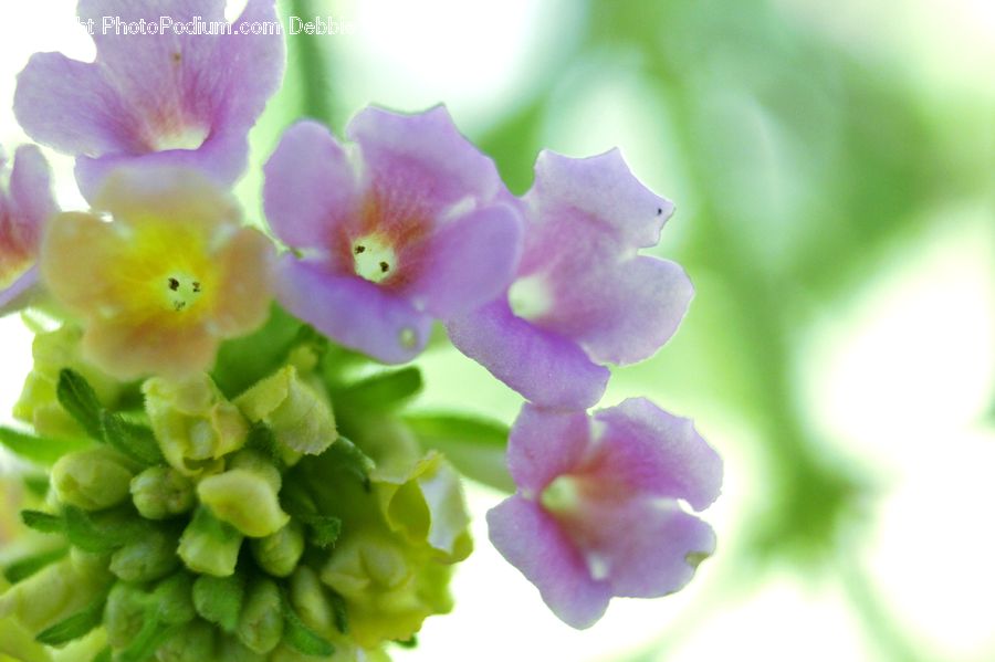 Blossom, Flora, Flower, Plant, Geranium, Petal, Anther