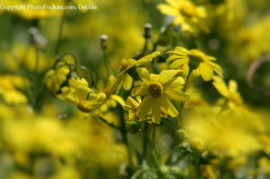 Dill, Plant, Blossom, Flora, Flower, Daisies, Daisy