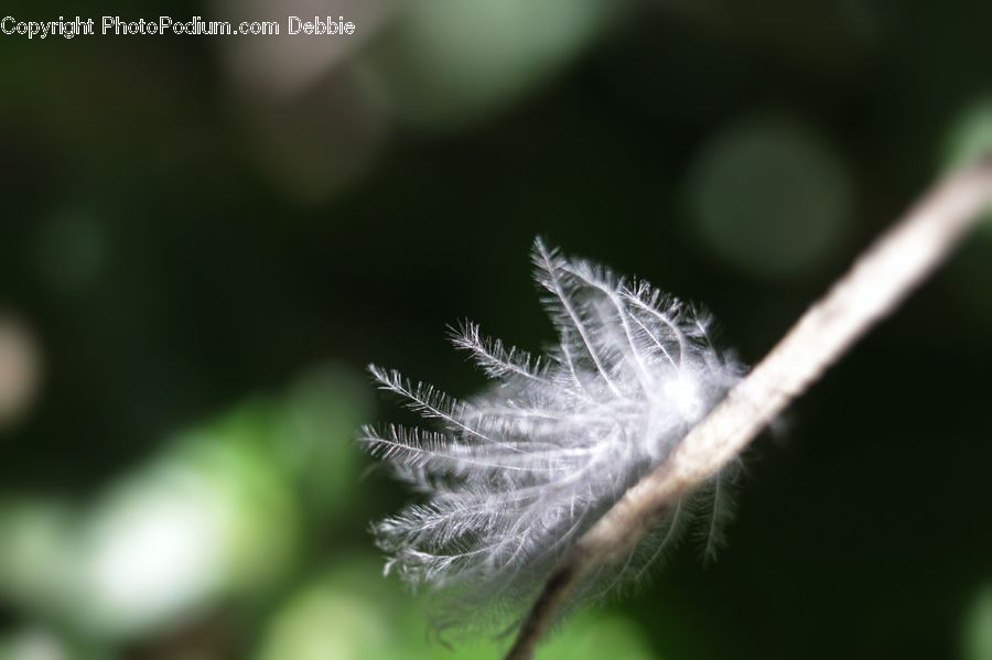 Dandelion, Flower, Plant, Blossom, Flora, Field, Grass