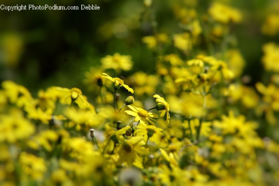 Blossom, Flora, Flower, Plant, Bush, Vegetation, Field