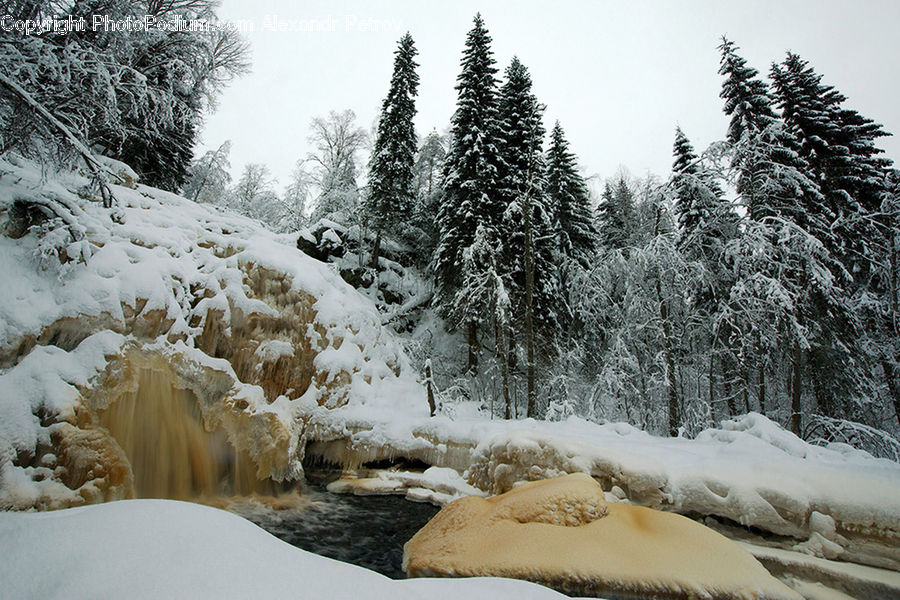 Conifer, Fir, Pine, Spruce, Wood, Landscape, Nature