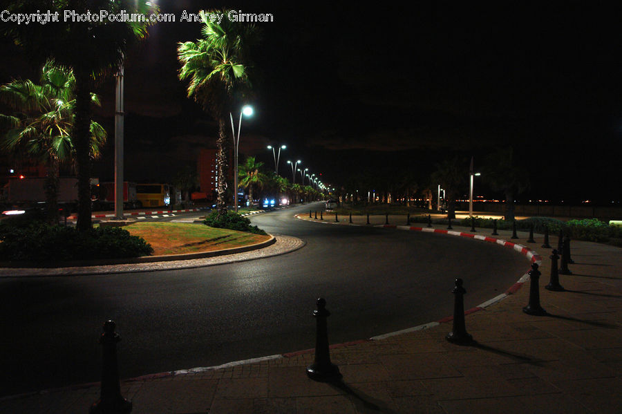 Palm Tree, Plant, Tree, Asphalt, Road, Zebra Crossing, Night