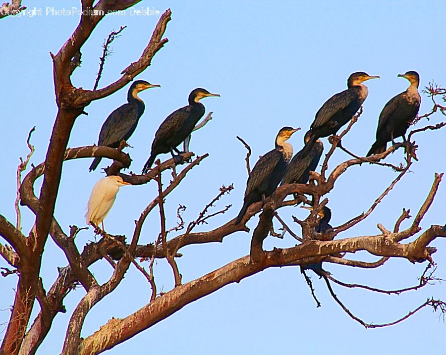 Bird, Cormorant, Waterfowl, Anhinga