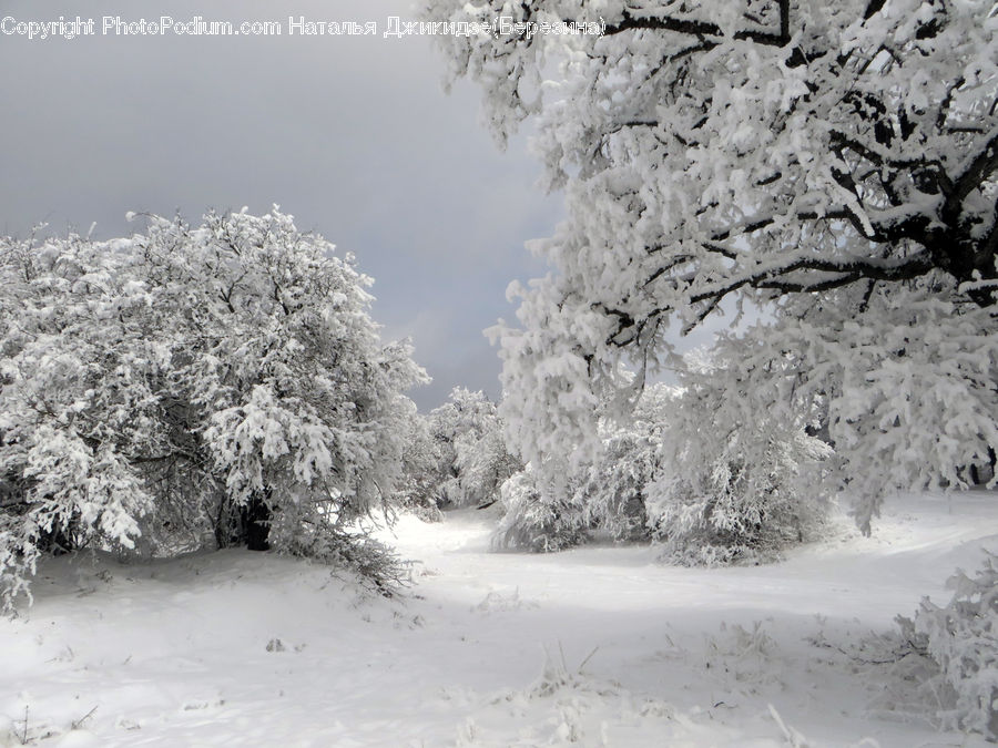Ice, Outdoors, Snow, Blossom, Cherry Blossom, Flower, Frost