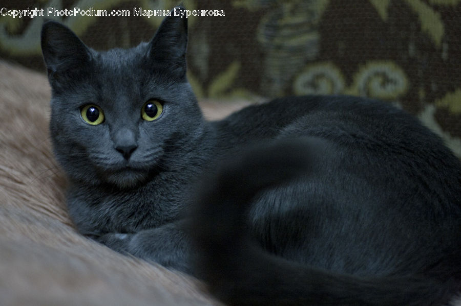 Animal, Black Cat, Cat, Mammal, Pet, Manx, Abyssinian