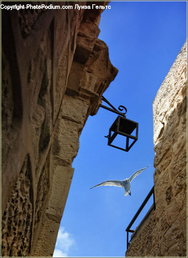 Bird, Seagull, Architecture, Bell Tower, Clock Tower, Tower, Light Fixture