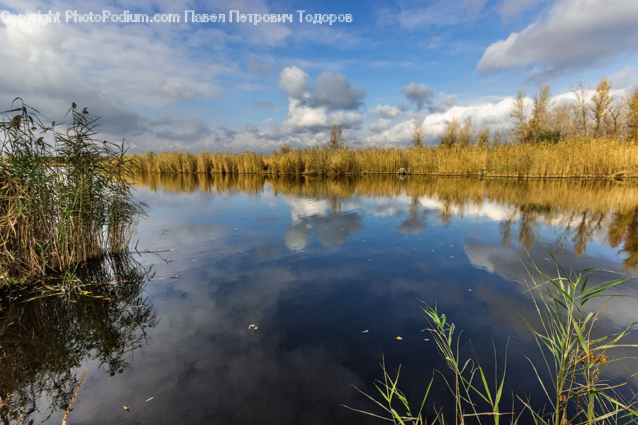 Outdoors, Pond, Water, Land, Marsh, Swamp, Field