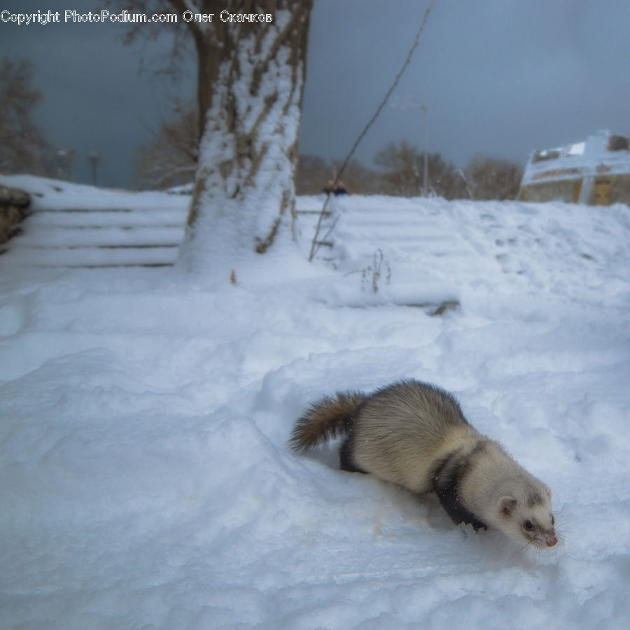 Animal, Ferret, Mammal, Birch, Tree, Wood
