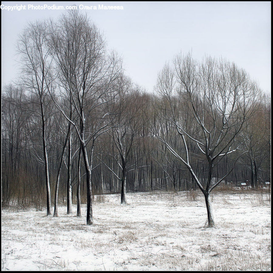 Birch, Tree, Wood, Landscape, Nature, Scenery, Plant