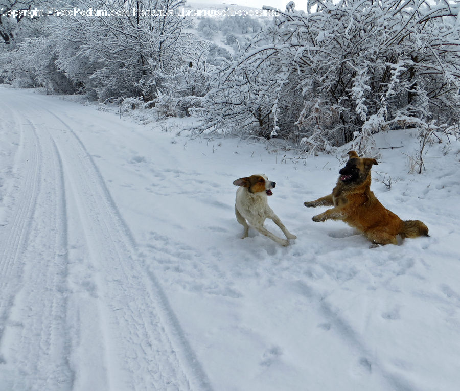 Ice, Outdoors, Snow, Landscape, Nature, Scenery, Adorable