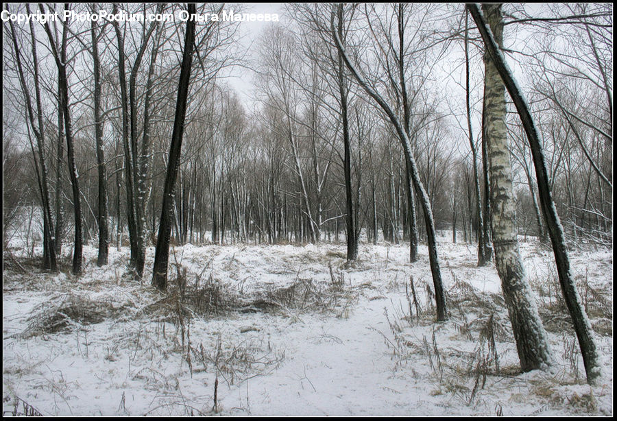 Birch, Tree, Wood, Forest, Vegetation, Flood, Grove