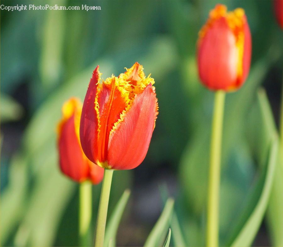 Blossom, Flora, Flower, Plant, Tulip, Crocus